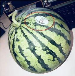 缅甸网红吃瓜是谁,网络红人的崛起与影响力